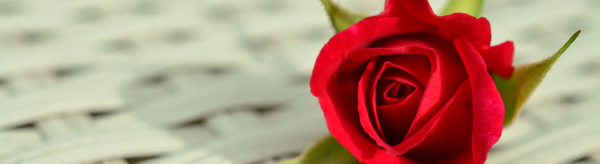 Kaunista oma koduaeda Põltsamaa Roosiaias kasvatatud roosidega