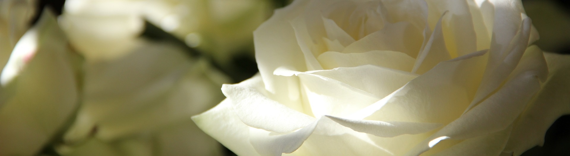 Kaunista oma koduaeda Põltsamaa Roosiaias kasvatatud roosidega