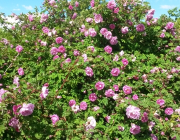 Roosiaed