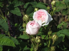 Blanchefleur, HCM