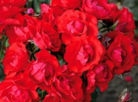 Black Forest Rose, F