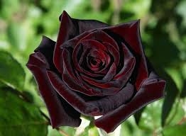 Black Baccara, HT