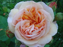 Charles Austin,S