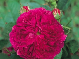 Charles de Mills