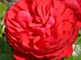 Cherry Girl, F  ADR