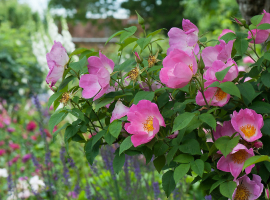 Complicata