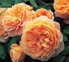 Crown Princess Margareta, S, CLI