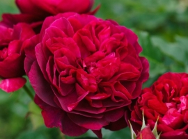 Darcey Bussell, S