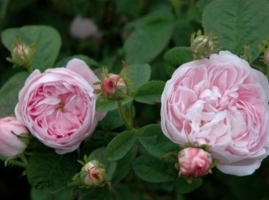 Duchesse de Montebello G