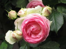 Eden Rose '85/ Pierre de Ronsard S (CLI)