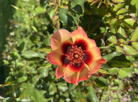 Fancy Babylon Eyes, Hyb. Hulthemia Persica
