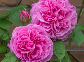 Gertrude Jekyll, S