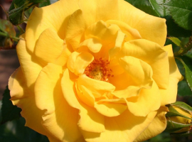 Goldmarie 82, F
