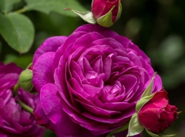 Heidi Klum Rose, F