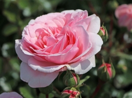 Home& Garden F