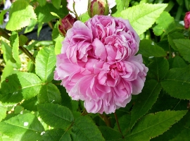 Jacques Cartier, D