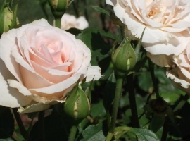 Johann Strauss, F Romantika