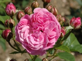 Lavender Lassie, Hybrid Musk,