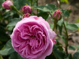 Louise Odier, B