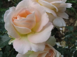 Marie Antoniette, F