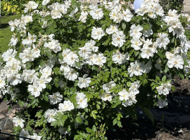 Morden Snowbeauty, K