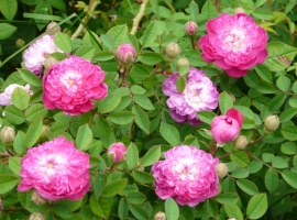 Parvifolia-burgundia roos, C