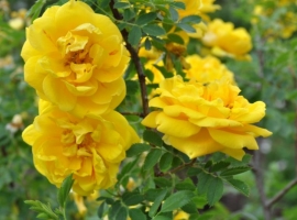 Persian Yellow, LutH