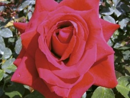 Pride of England, HT