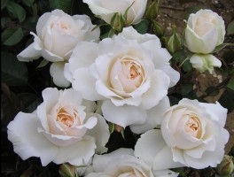 Princess of Wales /Princess Diana rose, F