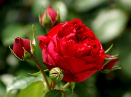 Red Eden Rose CLI