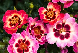 Blushing Babylon Eyes, Hyb Hulthemia persica