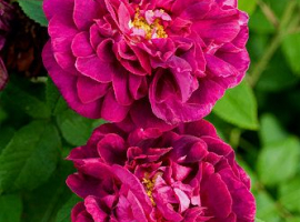 Rosa des Maures,