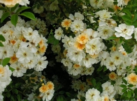 Rosa Helenae Honungrose, LCI