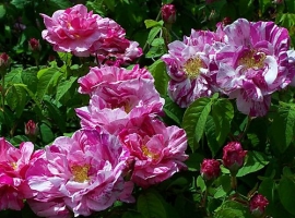 Rosa Mundi=versicolor, G