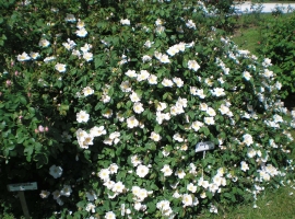 Rosa Sancta, G