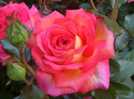Parfum de Grasse, HT