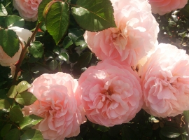 Sangerhausen Jubileumrose, F