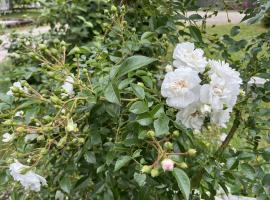 2025 UUS! Schneeflocke, F, S(Bod), ADR