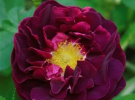 Tuscany / Old Velvet Rose, G