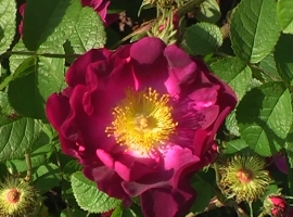 Violacea/La Belle Sultane, G