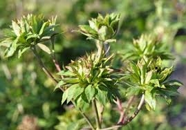 Viridiflora , Ch
