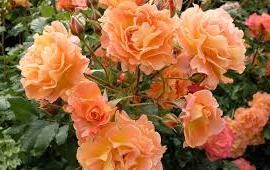 Westerland, S