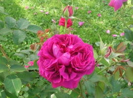 William Shakespeare, S