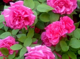 Zéphirine Drouhin