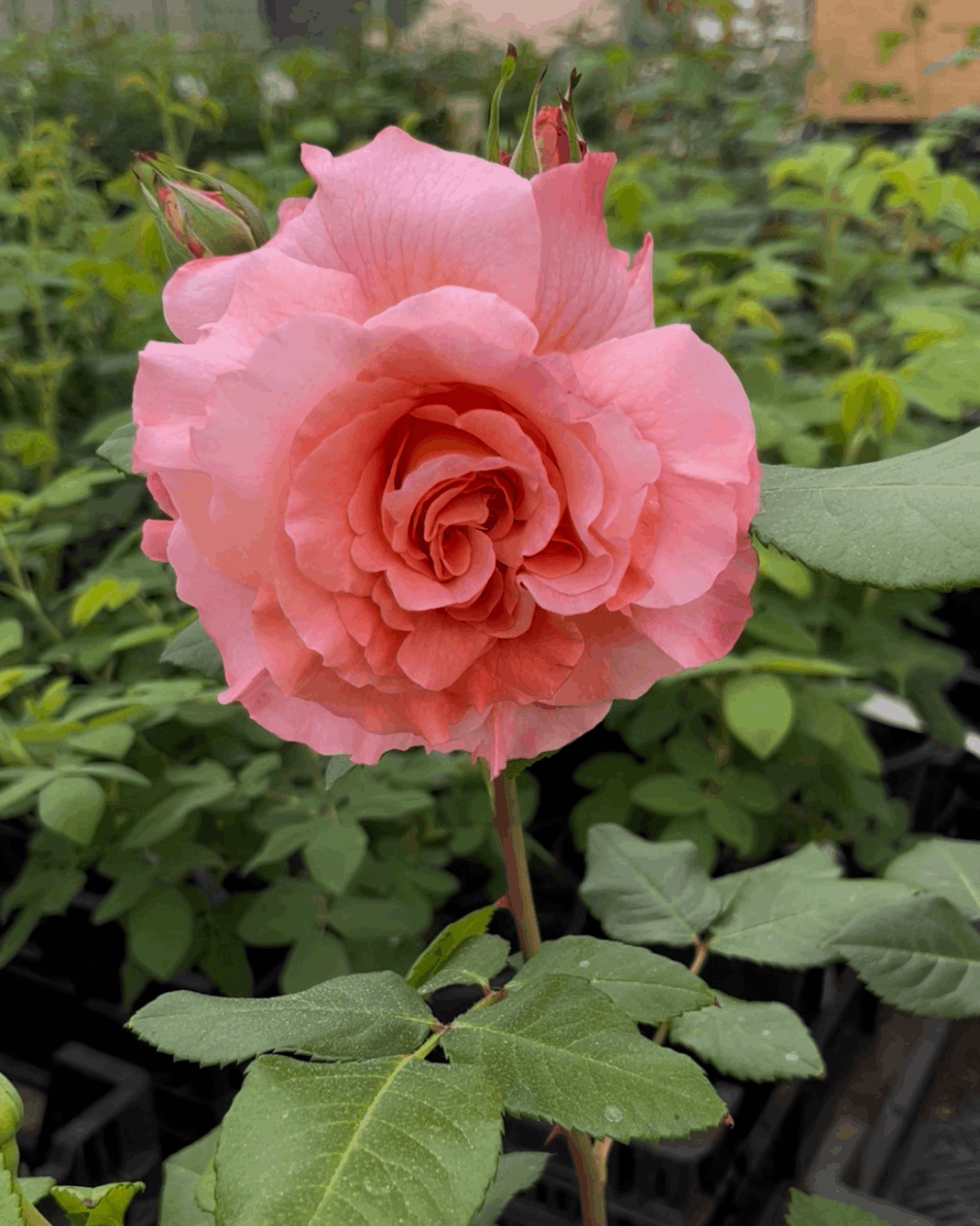 Peenraroos Augusta Luise