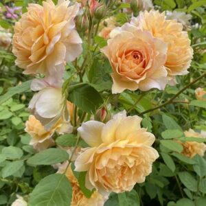 Põõsasroos Buff Beauty, Hyb. Musk, S