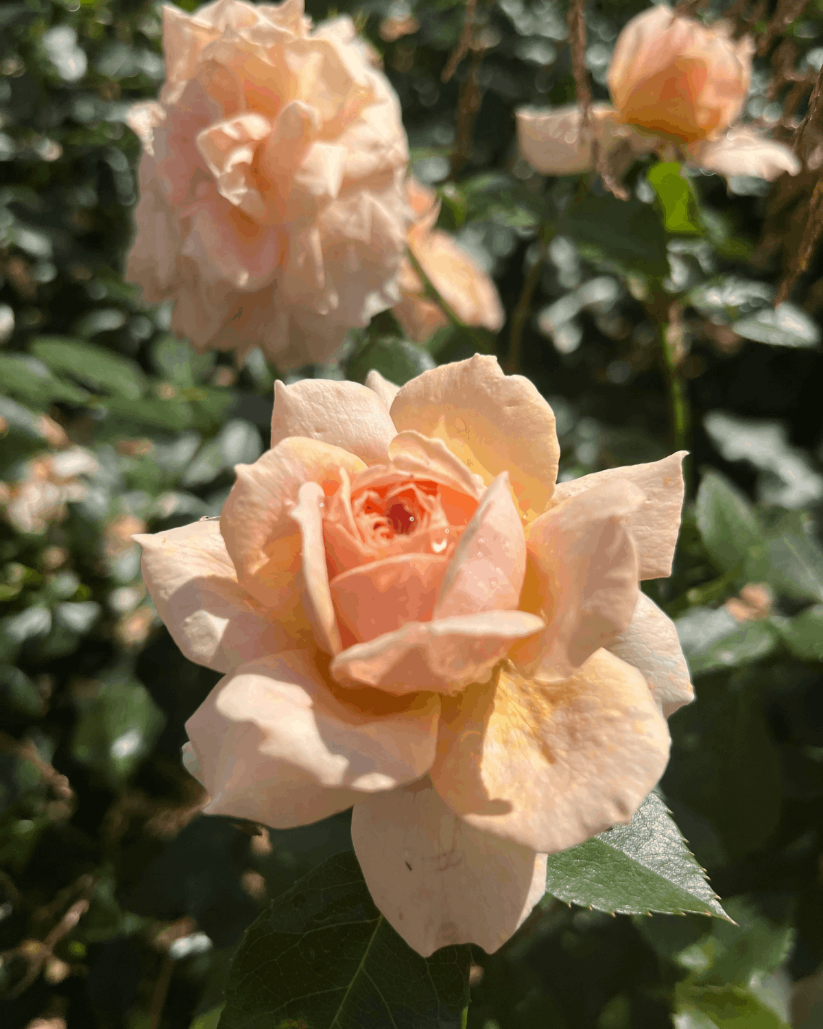 peenraroos Garden of roses