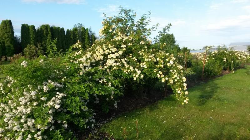 Roniroos Rosa Helenae Honungrose, LCI - Image 2