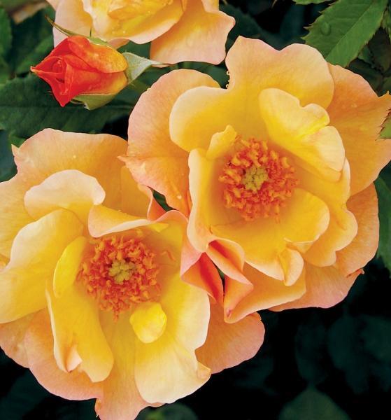 Pargiroos Morden Sunrise