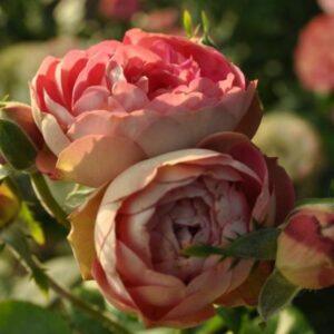 Põõsasroos Acropolis